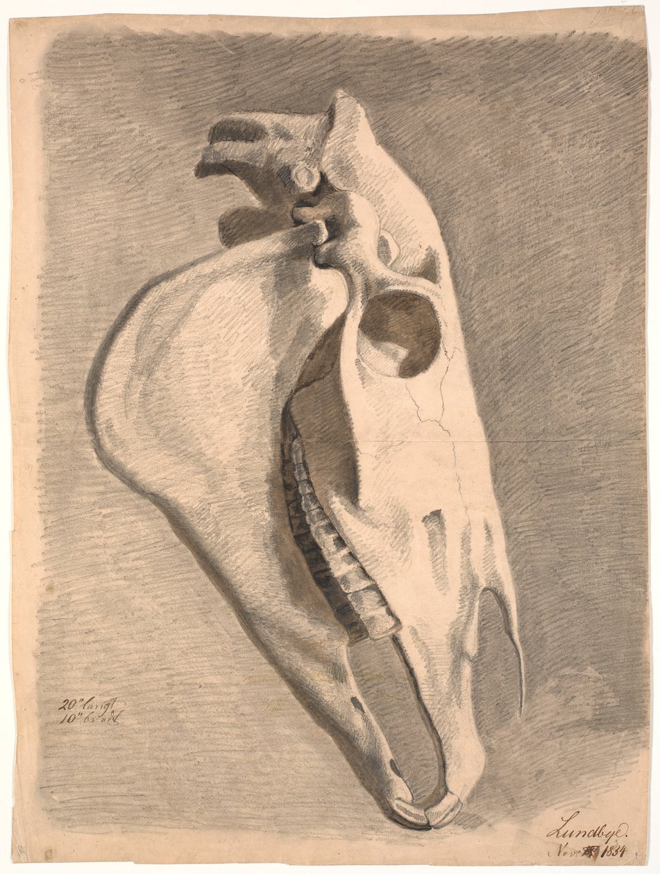 Crânio de cavalo de Johan Thomas Lundbye