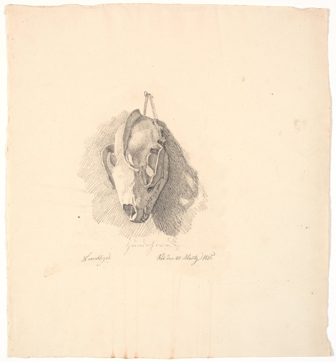 Crânio de cachorro de Johan Thomas Lundbye