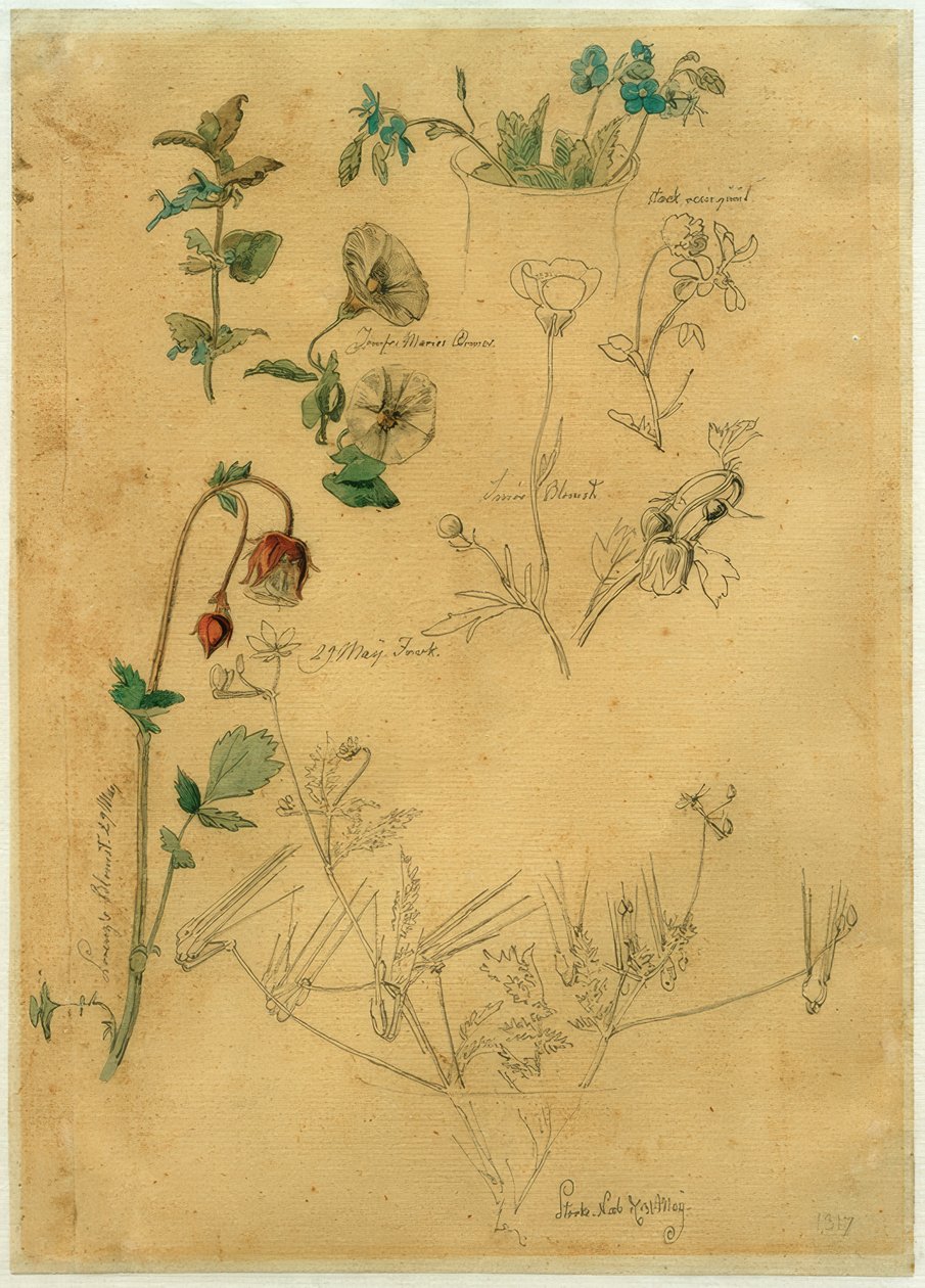 J. Th. Lundbye, Estudo de Plantas de Johan Thomas Lundbye