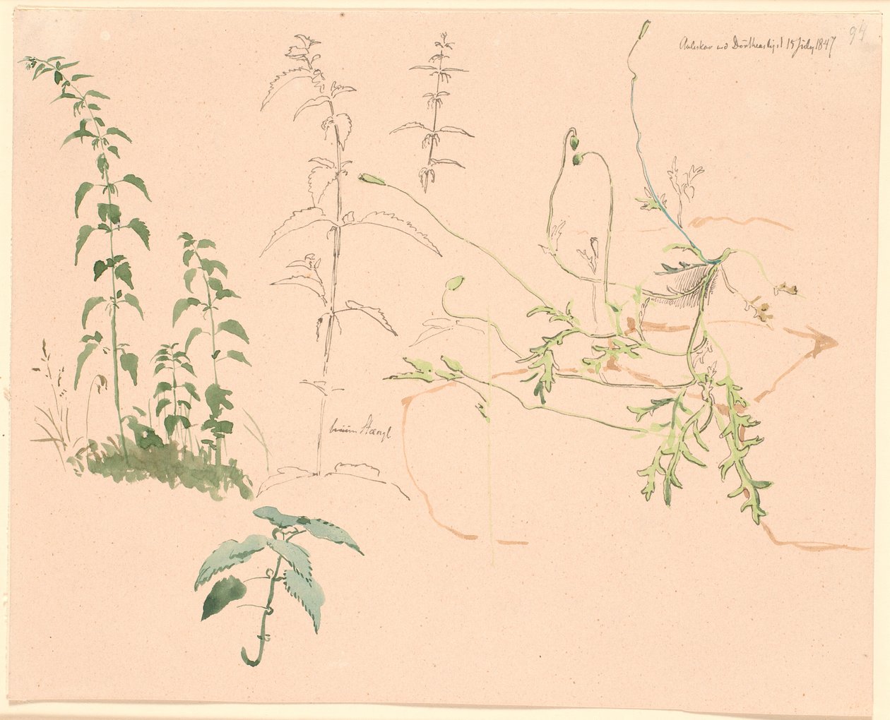 Estudos de plantas de Johan Thomas Lundbye