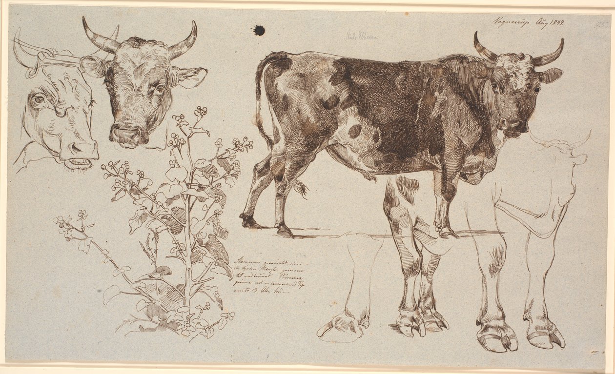 Revista de estudo da Vognserup. televisão duas cabeças de vaca, abaixo de uma zibelina. Centro para endireitar um touro em pé, abaixo dos estudos de suas pernas de Johan Thomas Lundbye