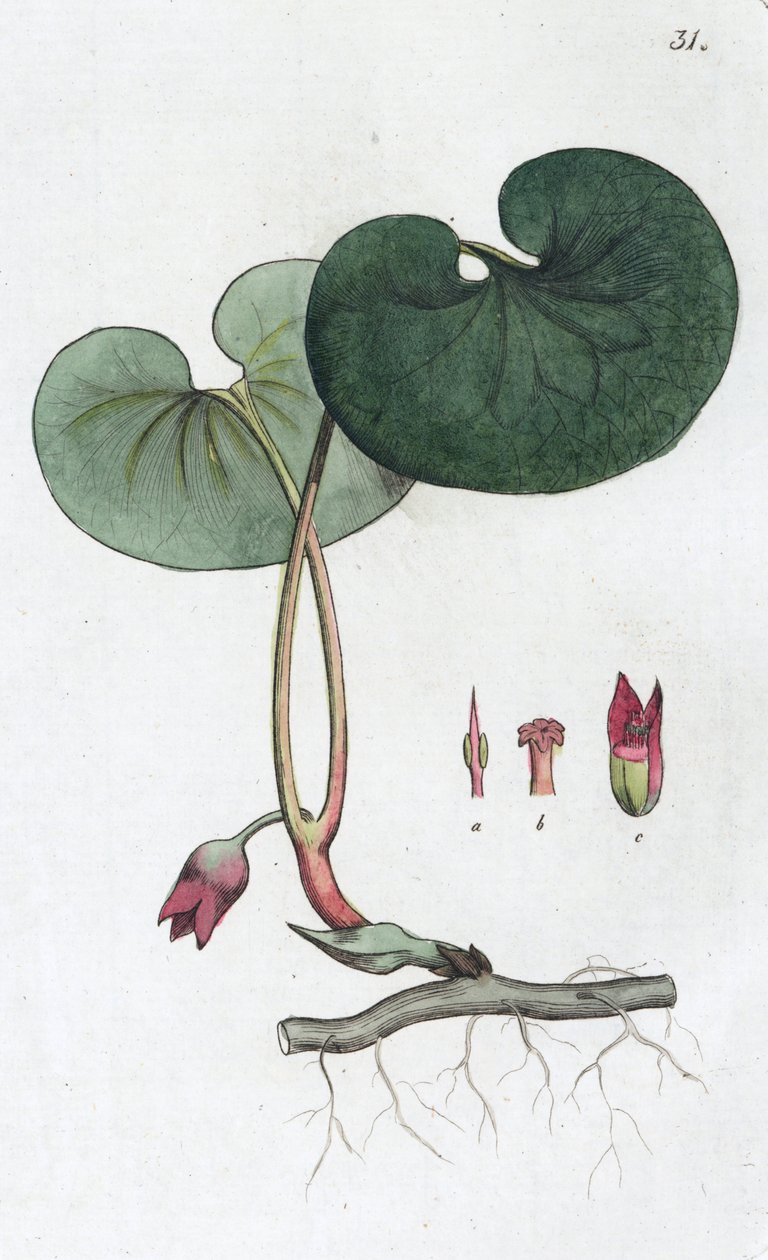 Asarabacca Asarum europaeum, 1804-1811 de Johan Wilhelm Palmstruch