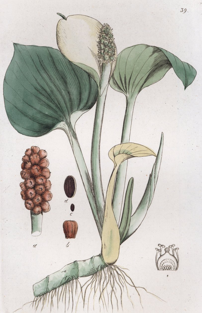 Bog Arum Calla palustris, 1804-1811 de Johan Wilhelm Palmstruch