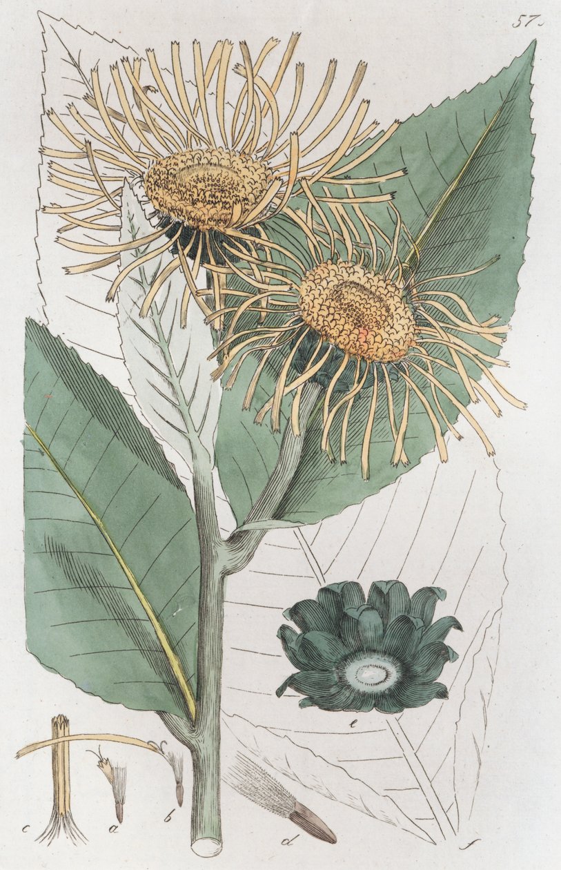 Elecampane Inula helenium, 1804-1811 de Johan Wilhelm Palmstruch