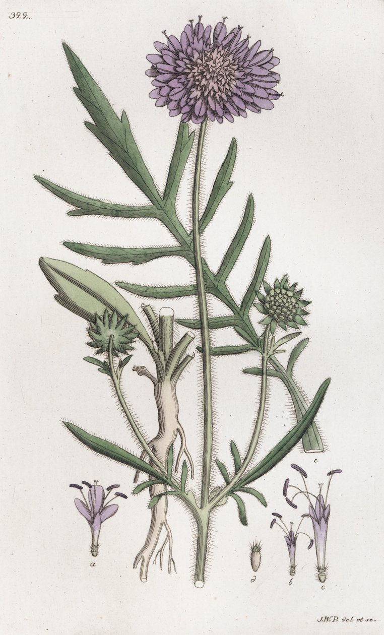 Campo Scabious Knautia arvensis, 1804-1811 de Johan Wilhelm Palmstruch