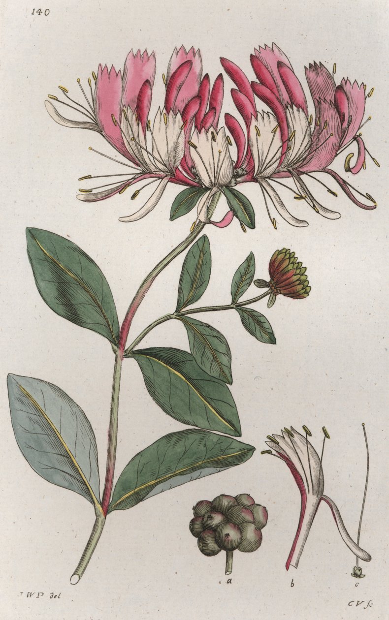 Honeysuckle Lonicera periclymenum, 1804-1811 de Johan Wilhelm Palmstruch