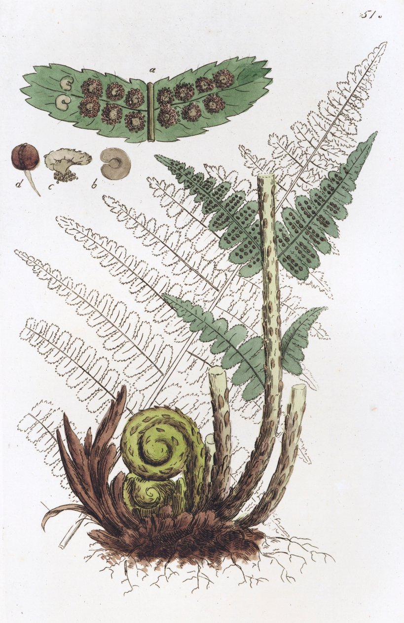 Feto macho Dryopteris filix-mas, 1804-1811 de Johan Wilhelm Palmstruch