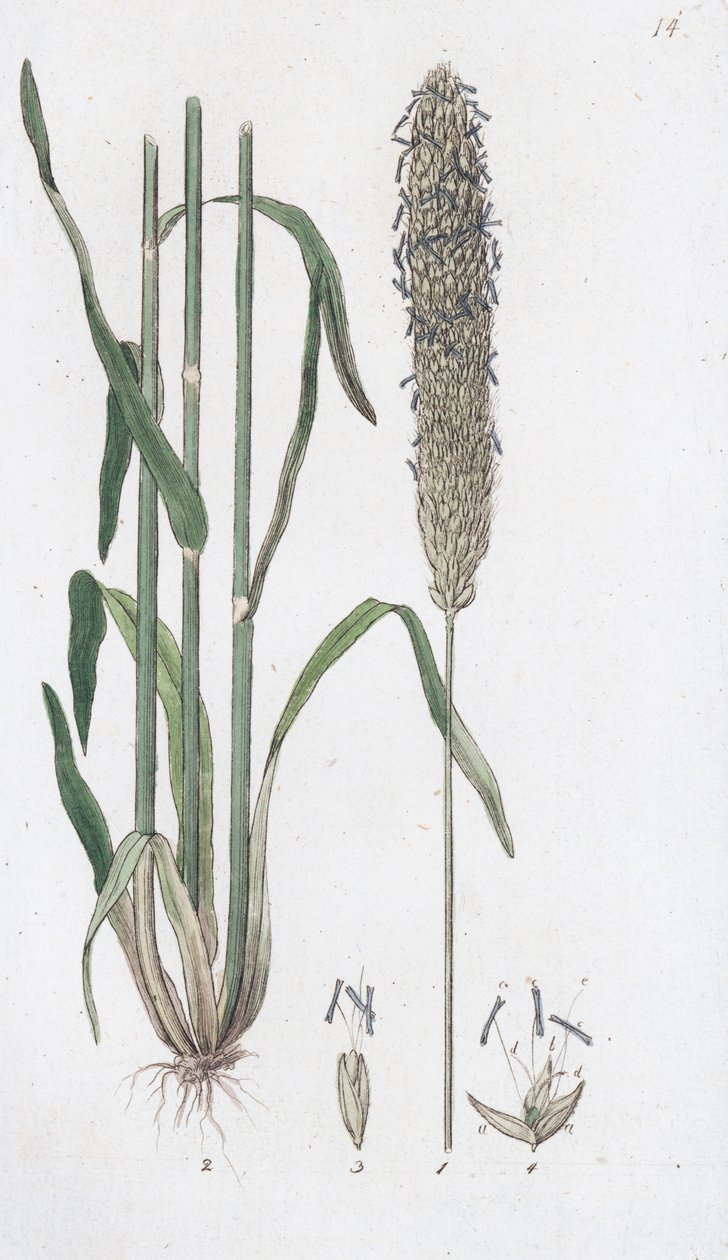 Alopecurus pratensis rabo de raposa pratensis, 1804-1811 de Johan Wilhelm Palmstruch