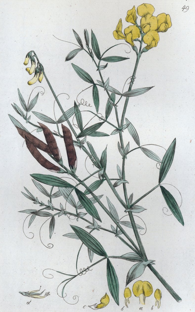 Lathyrus pratensis, 1804-1811 de Johan Wilhelm Palmstruch