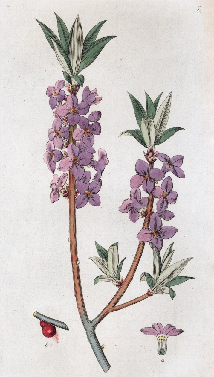 Mezereon Daphne mezereum, 1804-1811 de Johan Wilhelm Palmstruch