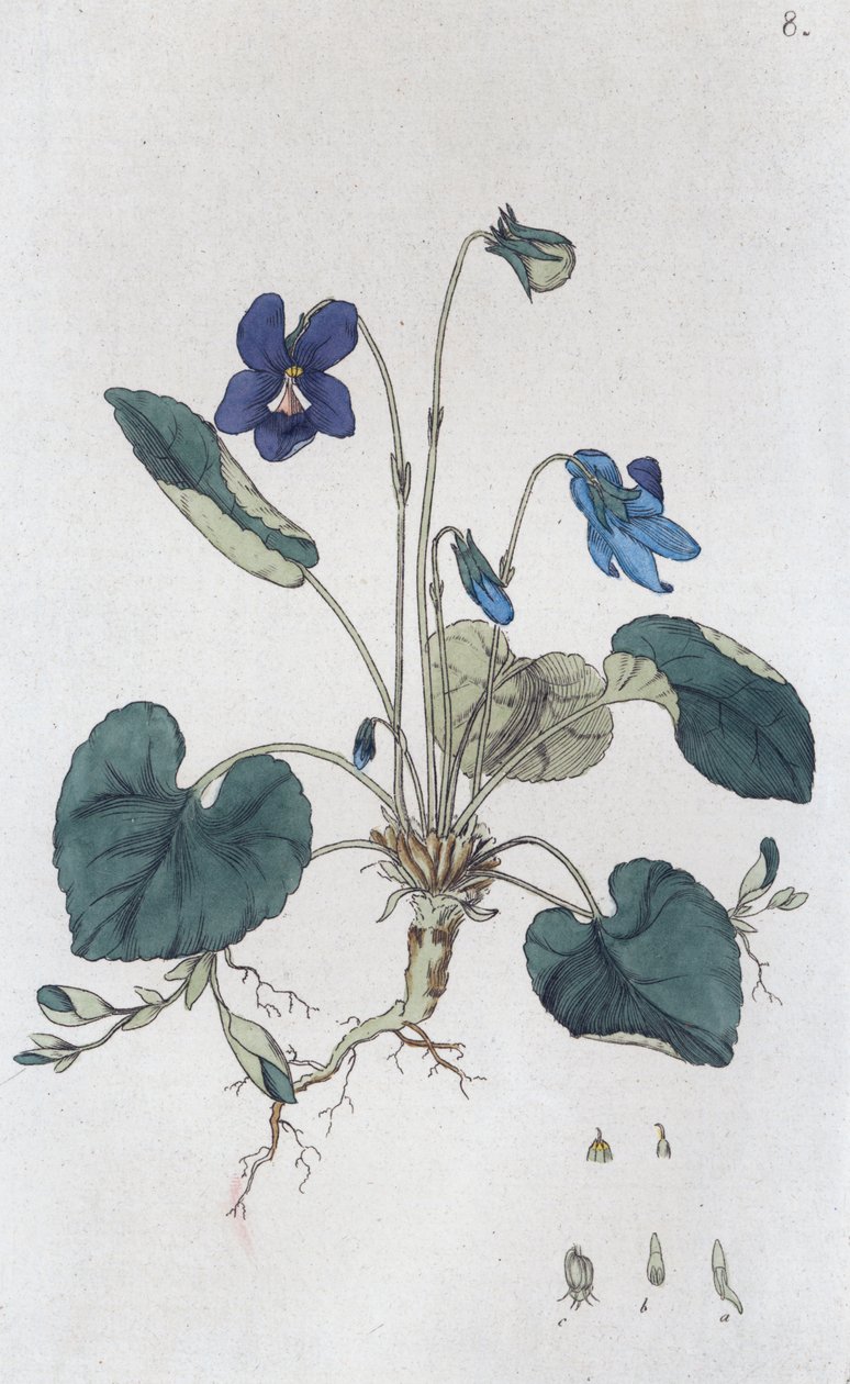 Viola odorata violeta doce, 1804-1811 de Johan Wilhelm Palmstruch
