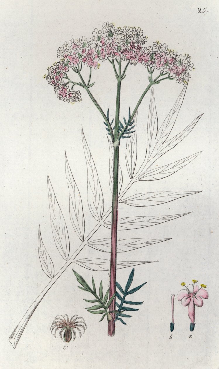 Valeriana Valeriana officinalis, 1804-1811 de Johan Wilhelm Palmstruch