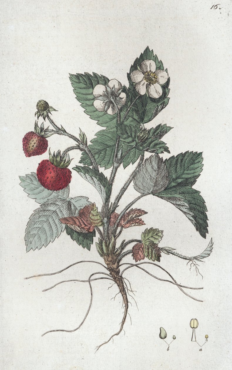 Morangueiro bravo Fragaria vesca, 1804-1811 de Johan Wilhelm Palmstruch