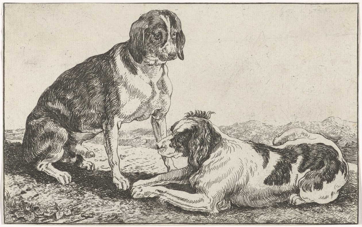 Dois cachorros de Johan le Ducq
