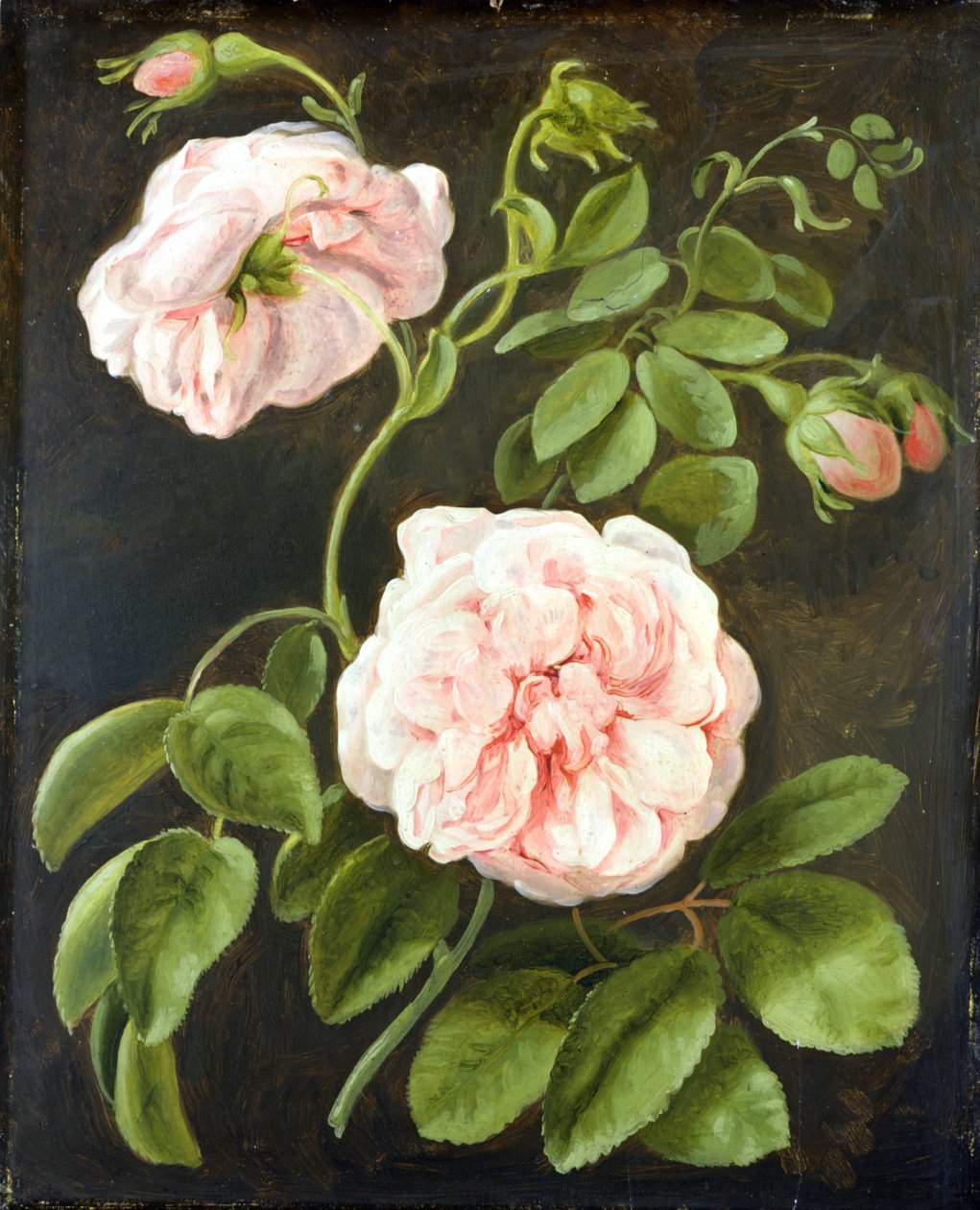 Estudo da flor de Johann Friedrich August Tischbein