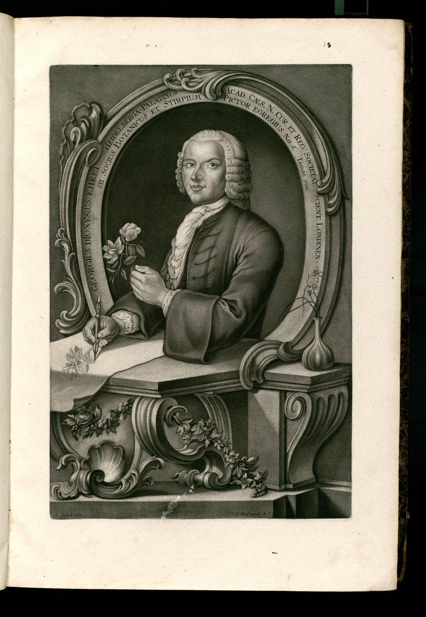 Georg Ehret de Johann Jakob Haid
