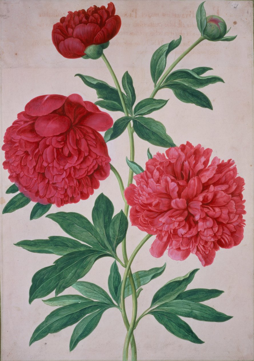 Peônias, placa 46 do Florilegium de Nassau de Johann Jakob Walther