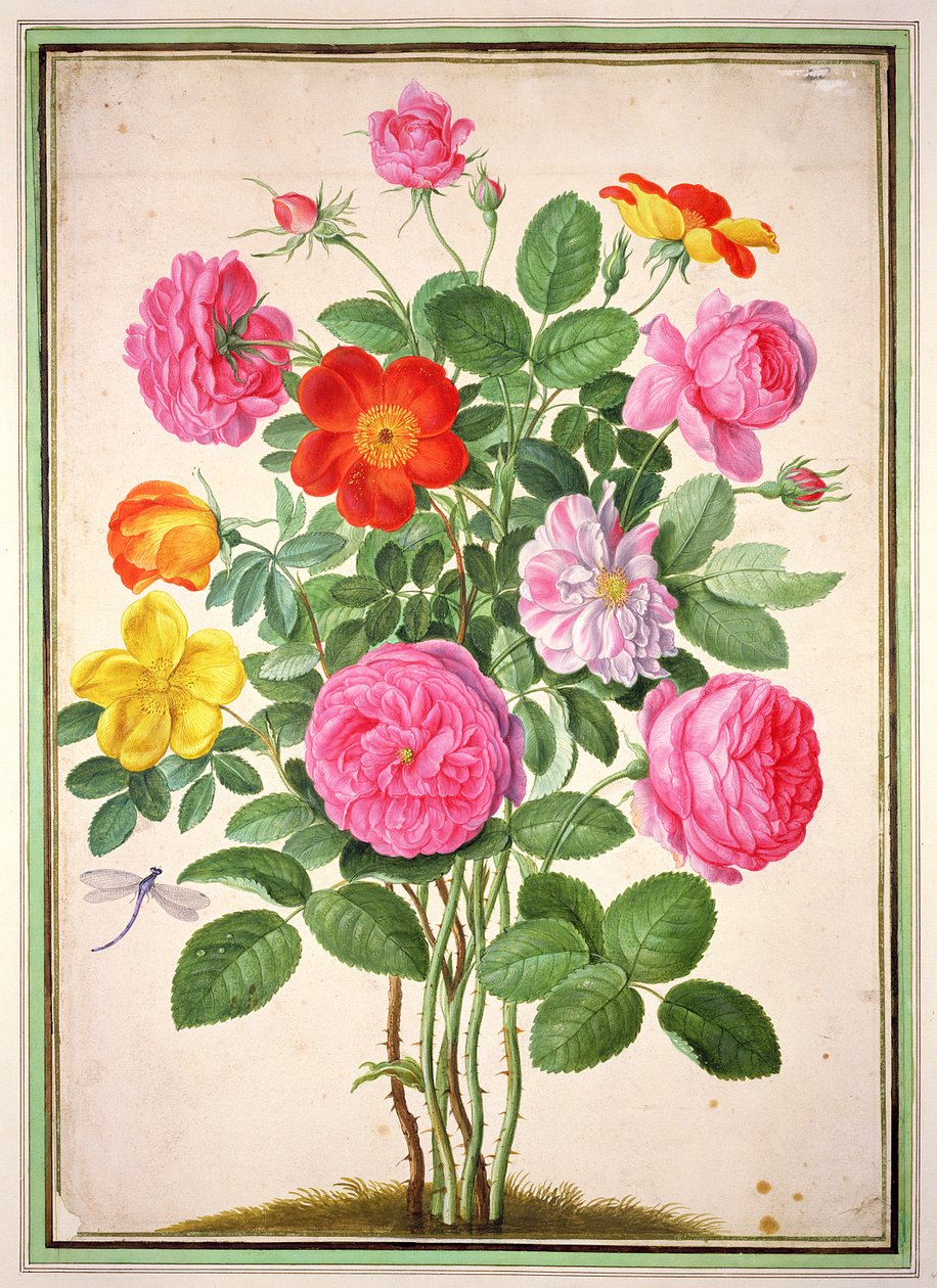 Rosas, placa 4 do Florilegium de Nassau de Johann Jakob Walther