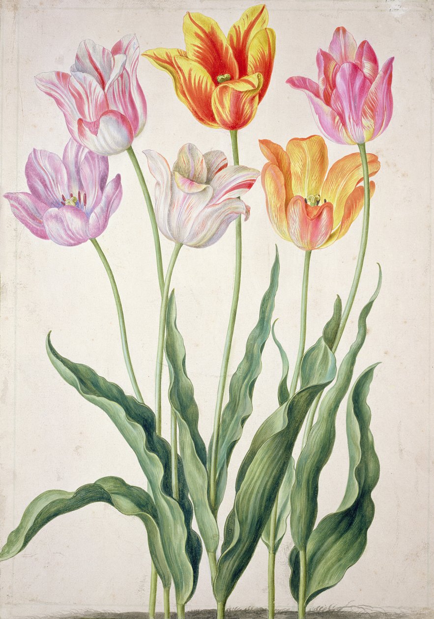 Tulipas, do &39;Nassau Florilegium&39; de Johann Jakob Walther