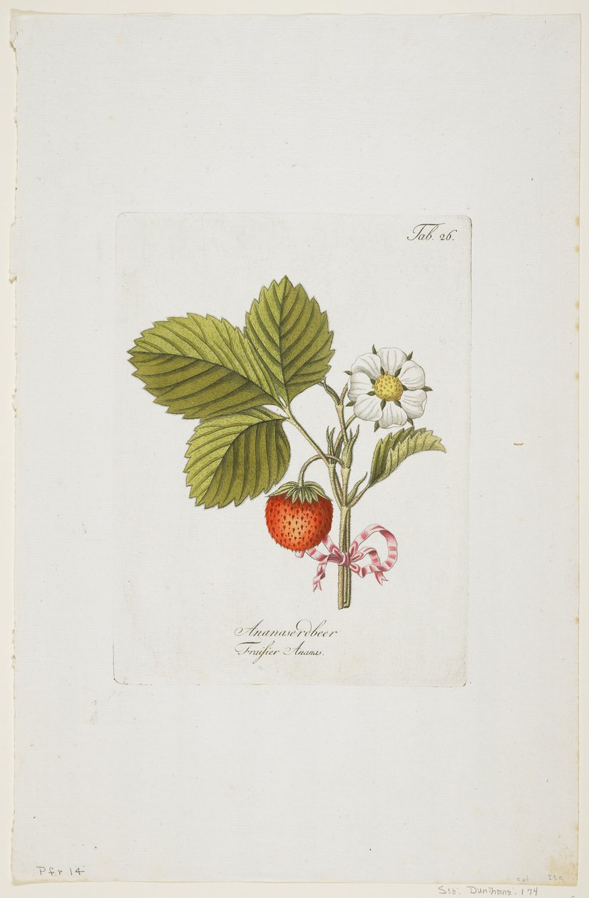 Ananaserobeer de &39;Pomona Austriaca, ou árvores frutíferas da Áustria&39;, 1787-96 (gravura colorida à mão) de Johann Kraft