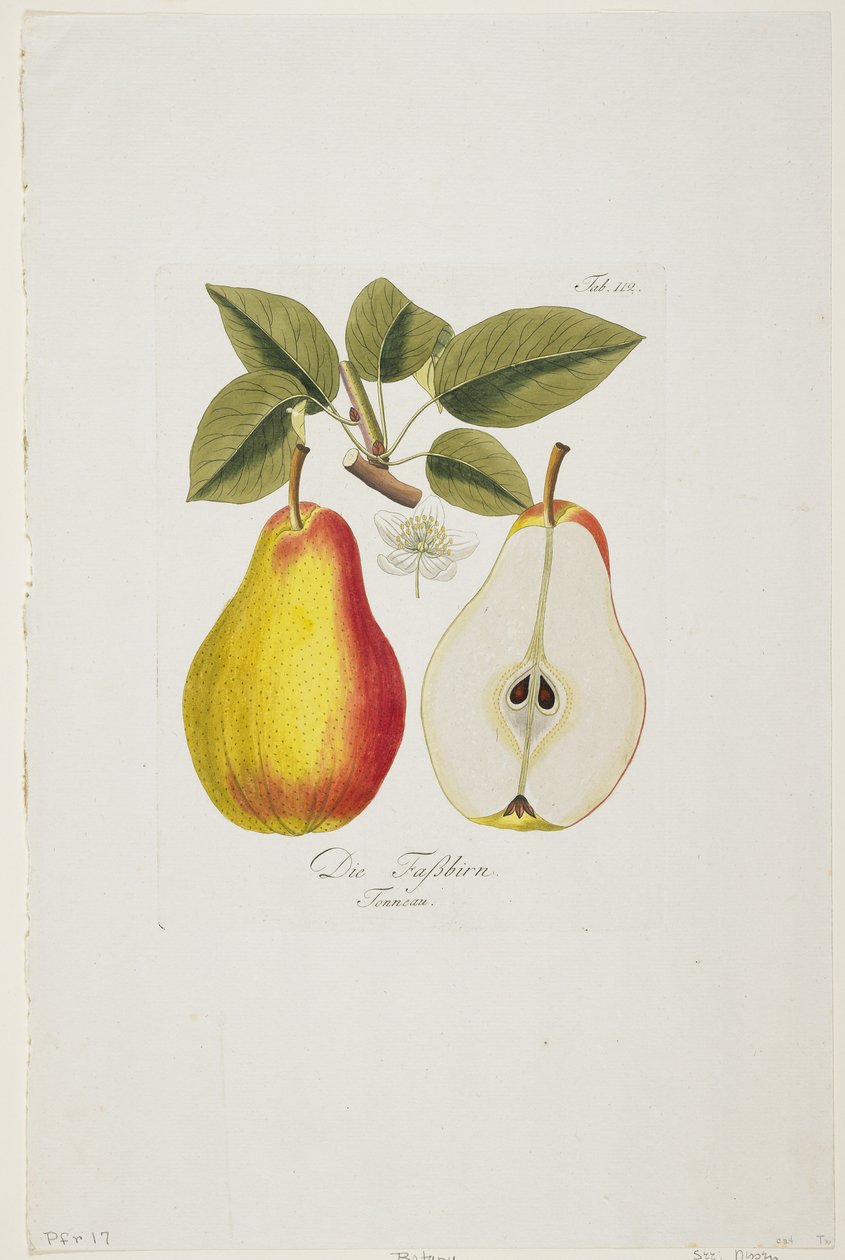 Die Fassbirn de &39;Pomona Austriaca, ou árvores frutíferas da Áustria&39;, 1787-96 (gravura colorida à mão) de Johann Kraft