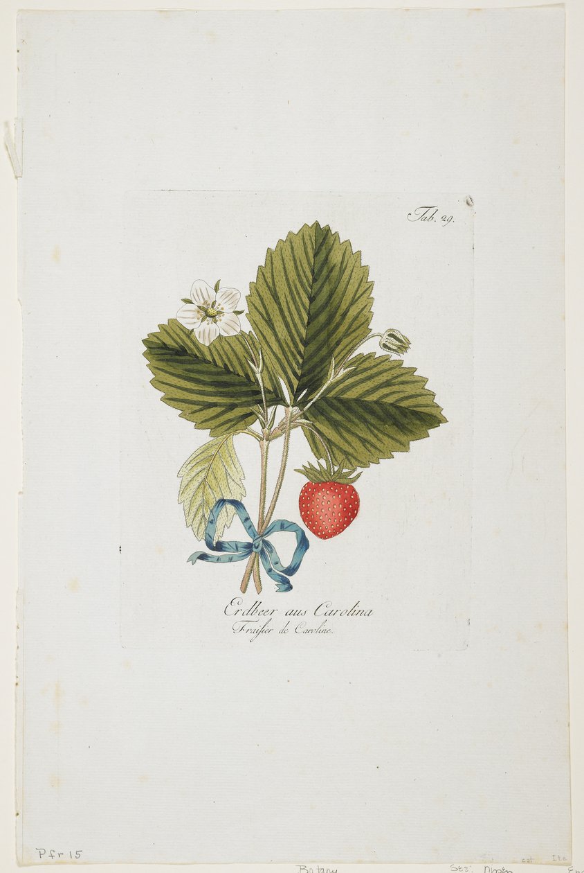 Erdbeer aus Carolina de &39;Pomona Austriaca, ou árvores frutíferas da Áustria&39;, 1787-96 (gravura colorida à mão) de Johann Kraft