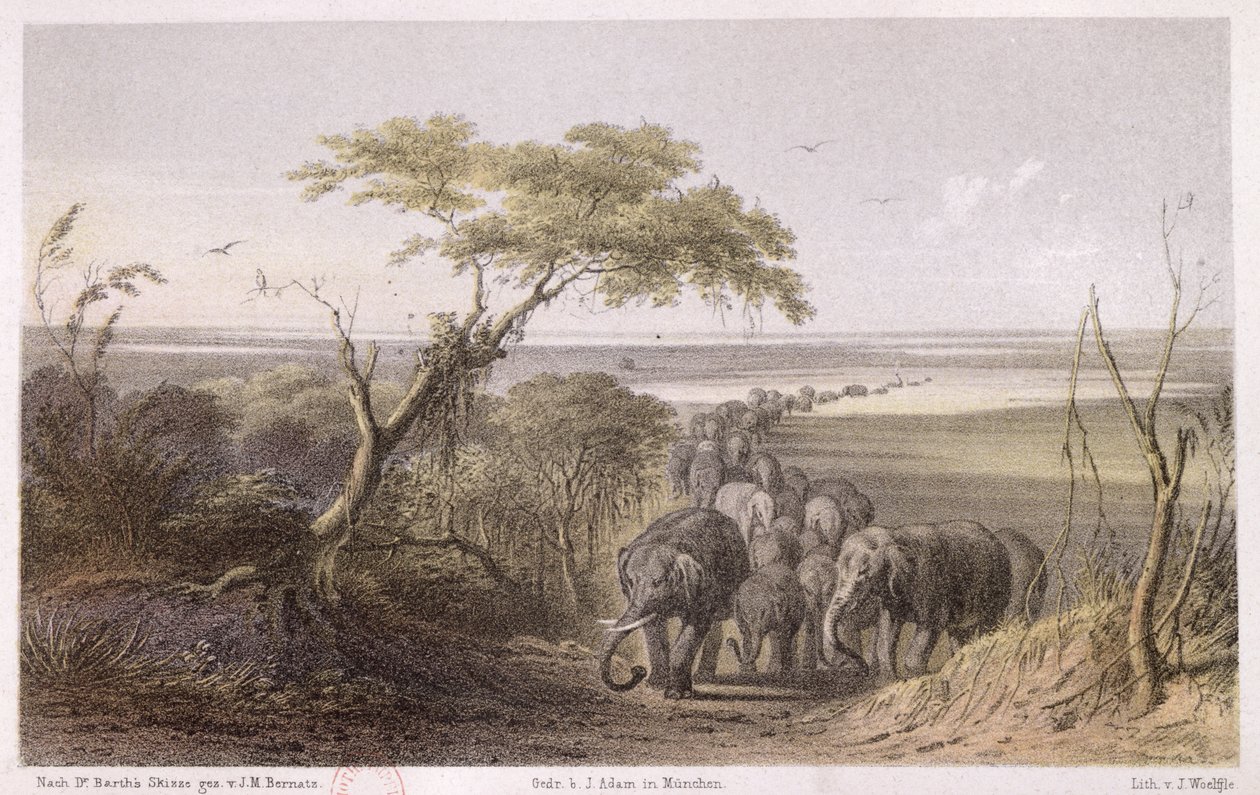 Manada de elefantes na fronteira do Chade, de &39;Viagens e descobertas na África do Norte e Central&39; por Heinrich Barth (1821-65) gravada por J. Woelfjle, publicada em 1857 (gravura a cor) de Johann Martin Bernatz