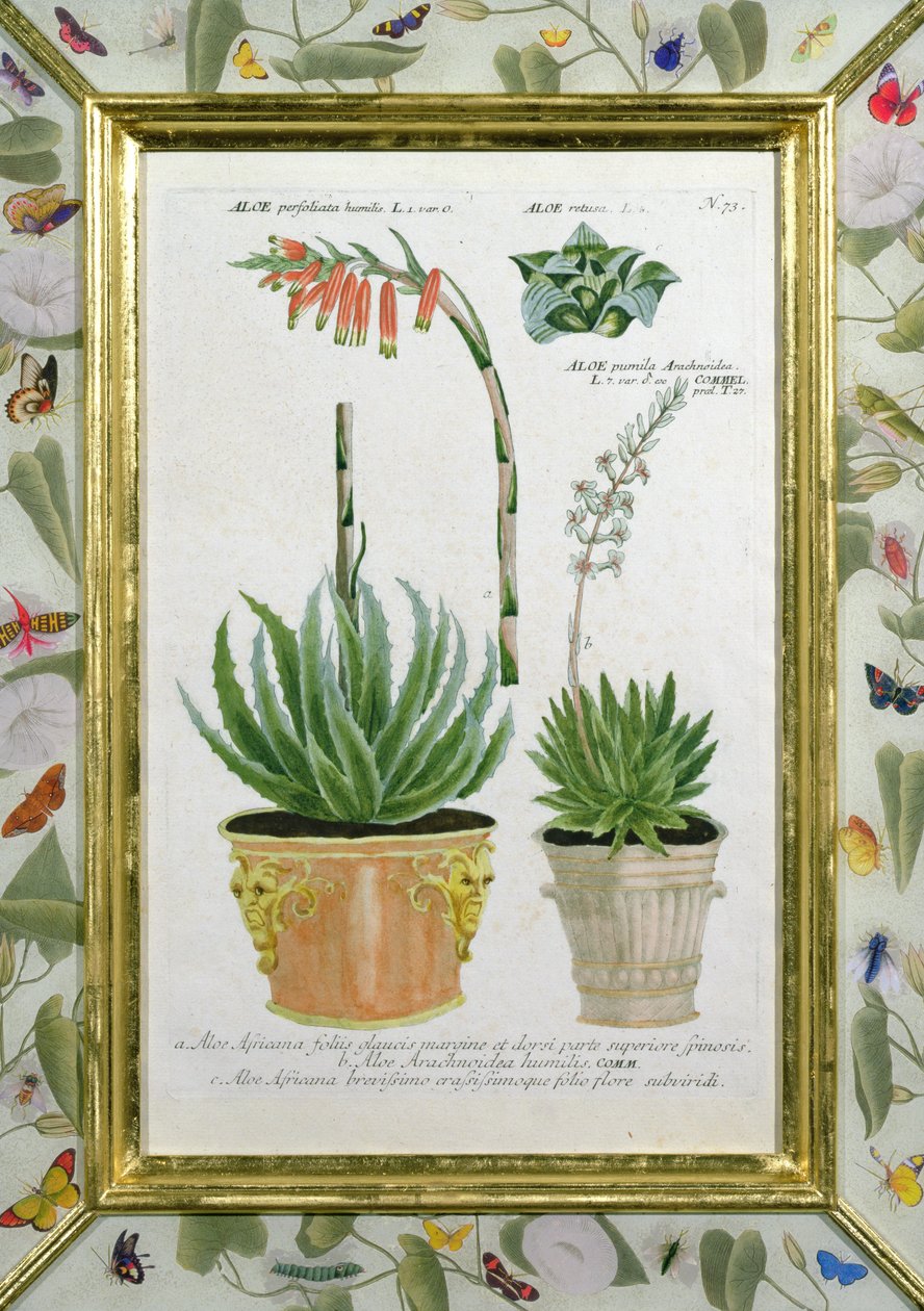 Aloe, c.1740 (gravura colorida à mão) de Johann Wilhelm Weinman