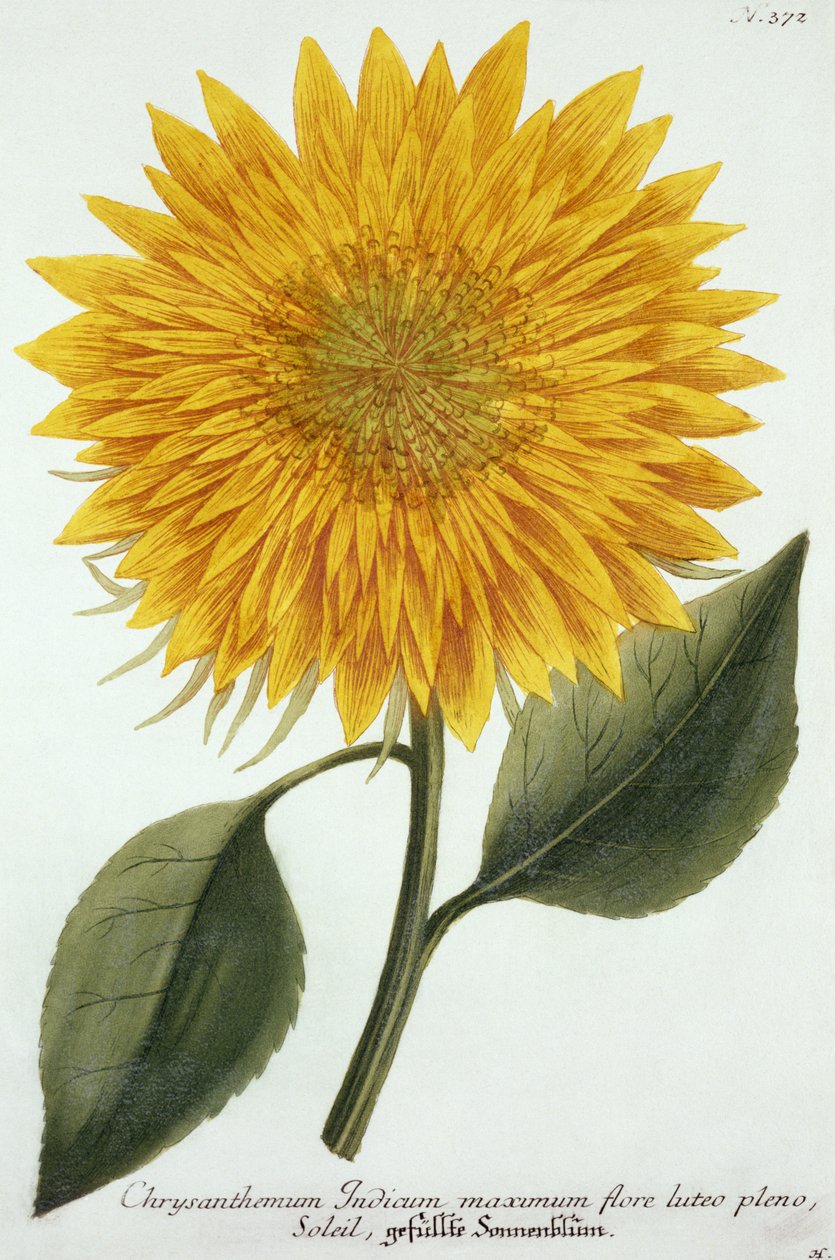 Crisântemo Indicum de &39;Pythanthoza Iconographica&39;, publicado na Alemanha, 1737-45 de Johann Wilhelm Weinman
