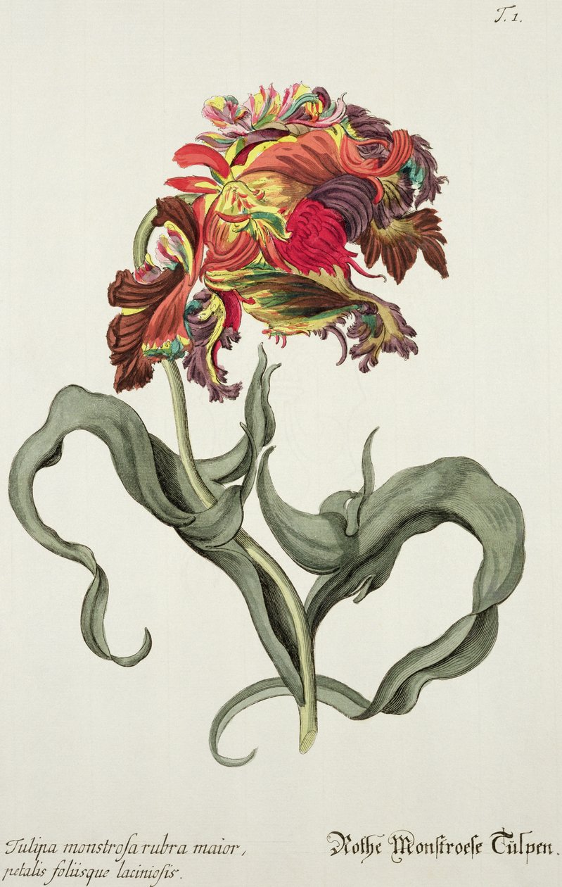 Tulipa Monstrosa Rubra Maior de &39;Phythanthoza Iconographica&39;, publicado na Alemanha, 1737-45 de Johann Wilhelm Weinman