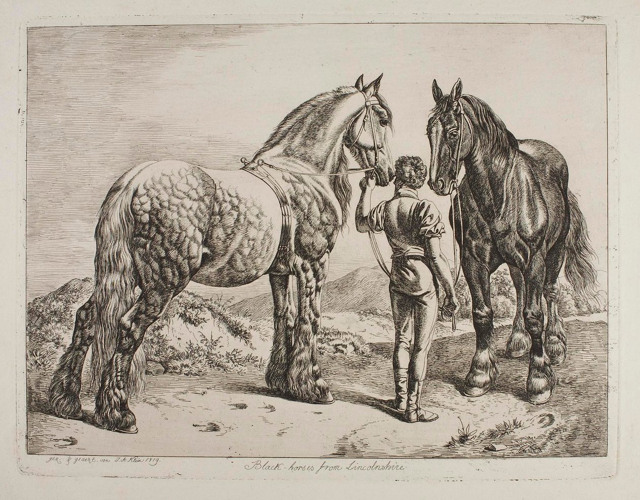 Cavalos Pretos de Lincolnshire de Johann Adam Klein