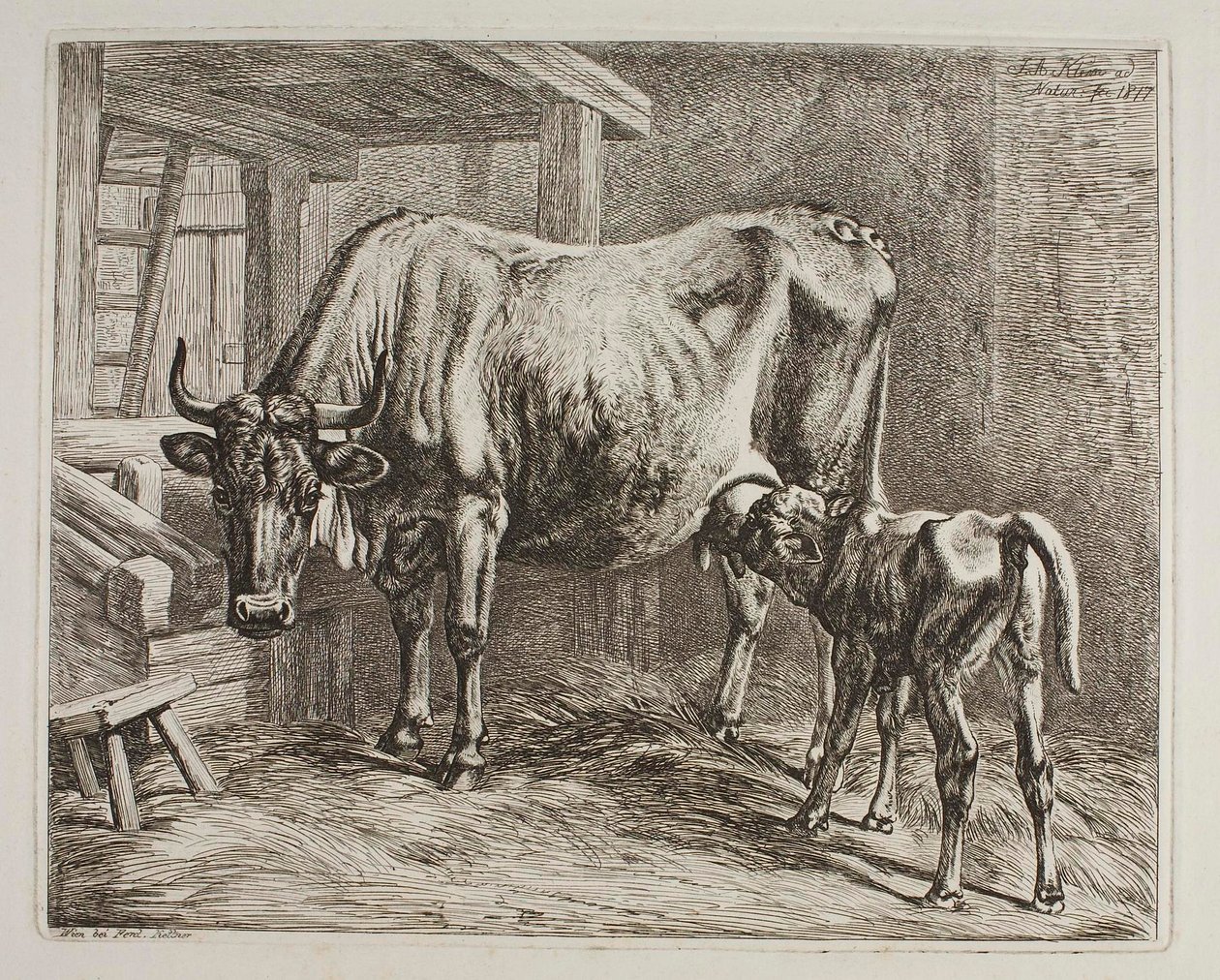 Vaca com vitelo a mamar de Johann Adam Klein