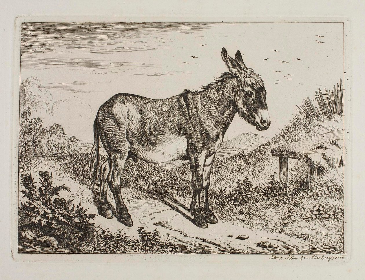 Burro de Johann Adam Klein