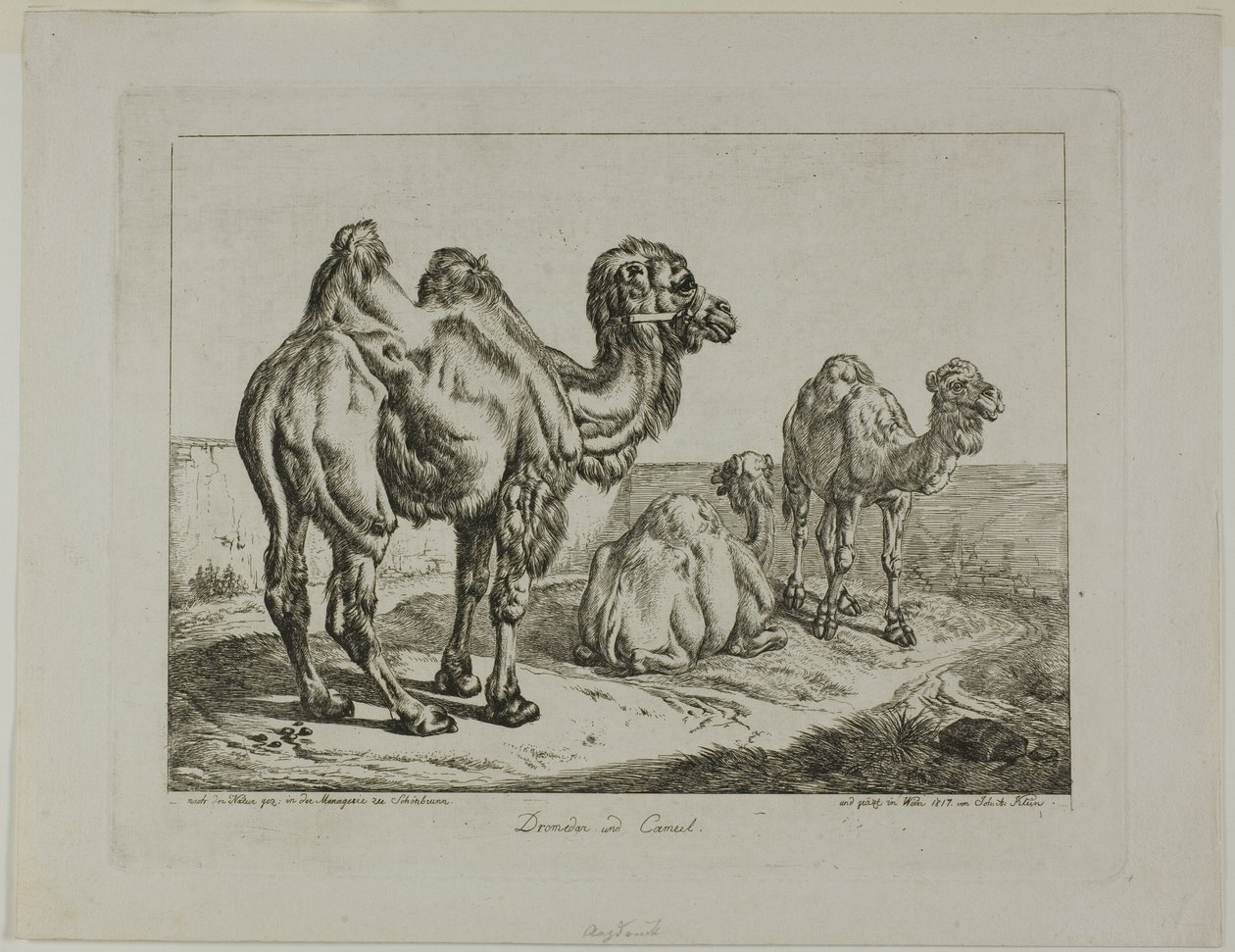 Dromedário e Camelo de Johann Adam Klein