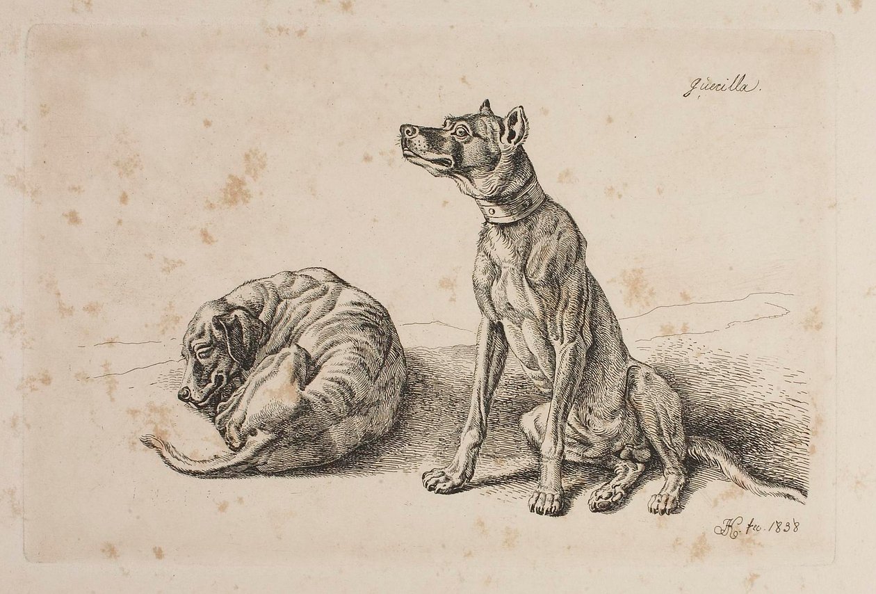 Guerrilha, Dois Cães de Johann Adam Klein