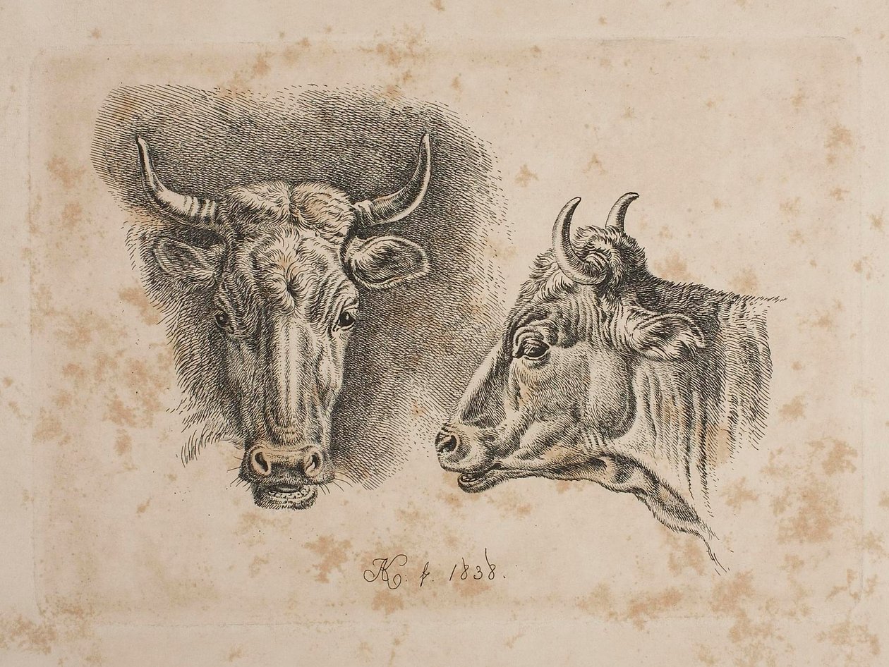 As cabeças de duas vacas de Johann Adam Klein