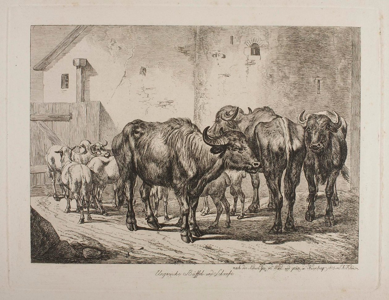 Búfalos e ovelhas húngaros de Johann Adam Klein