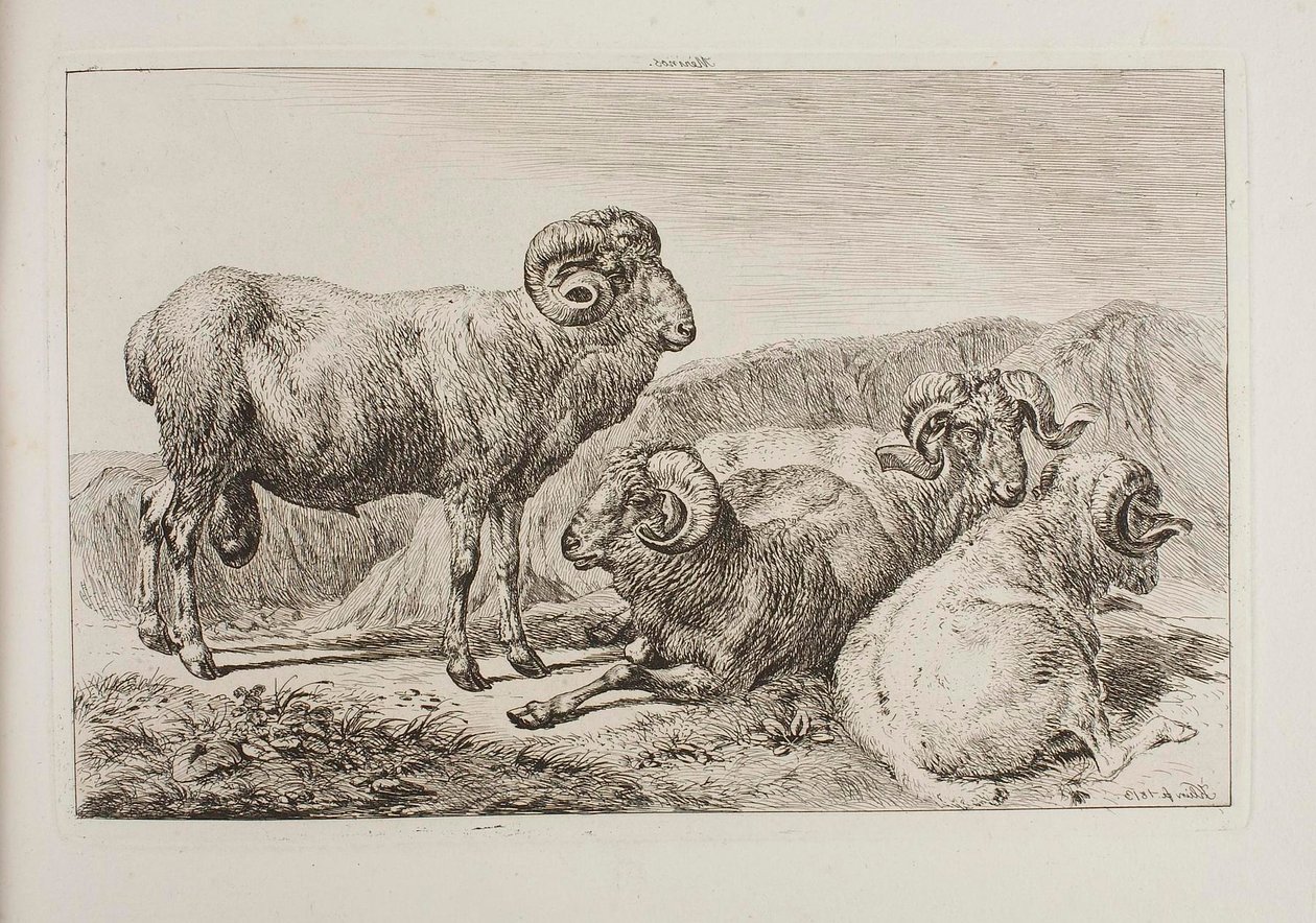 Carneiros merinos de Johann Adam Klein