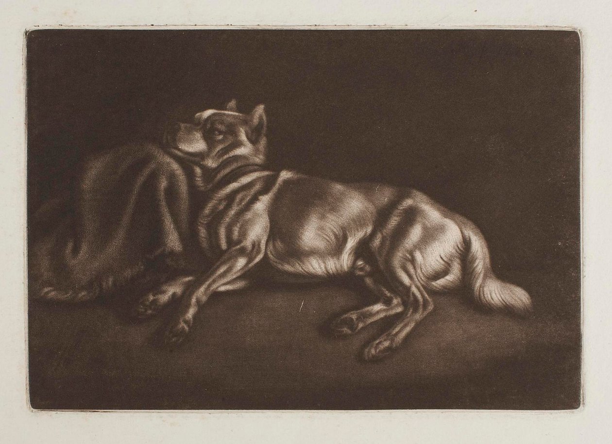 Cão do tipo spitz de Johann Adam Klein
