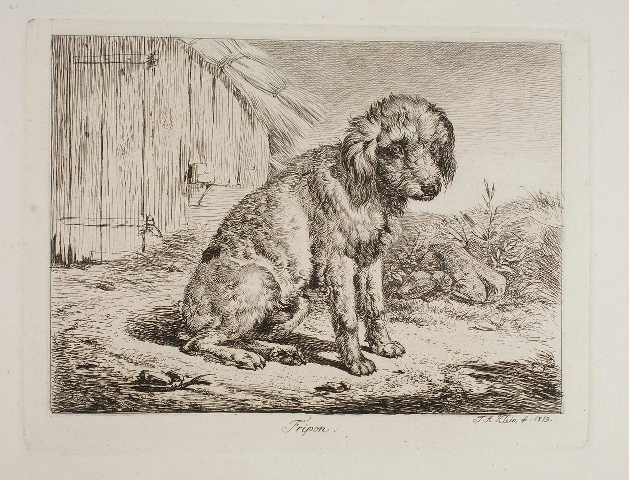 O caniche Fripon de Johann Adam Klein
