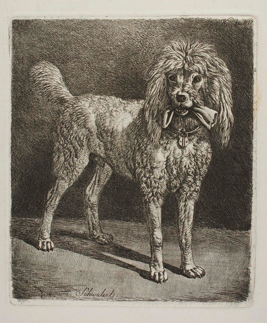 O caniche Schwalerl de Johann Adam Klein