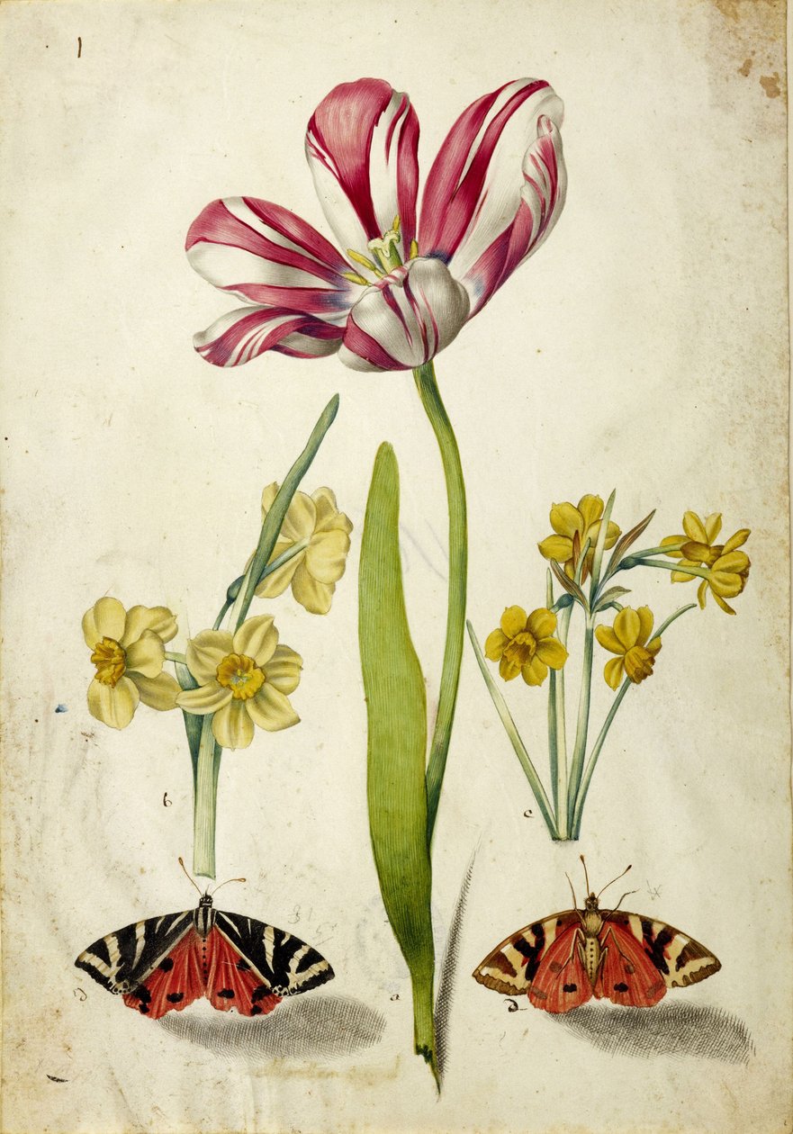 Tulipa, Narciso e Borboletas, c. 1660. de Johann Bartholomäus Braun