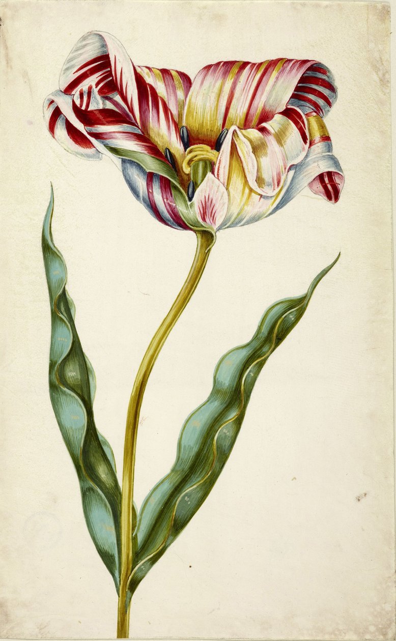 Tulip, c. 1660. de Johann Bartholomäus Braun