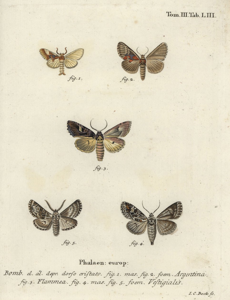 Argentino, brocado de chamas e dardo de arqueiro. de Johann Carl Bock