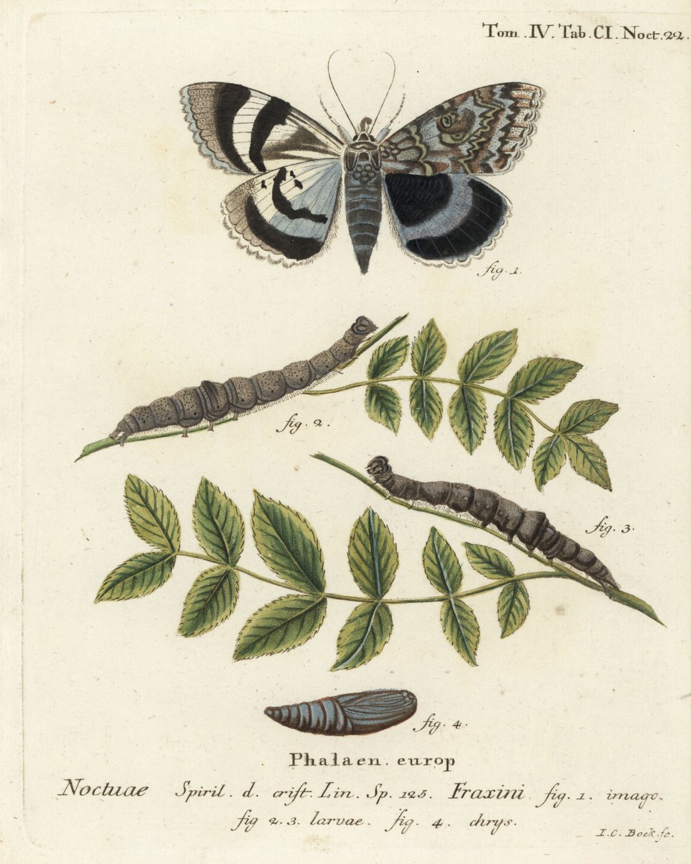 Traça inferior azul ou Clifden nonpareil, Catocala fraxini. Gravura em chapa de cobre colorida à mão por Johann Carl Bock depois do Die Schmetterlinge de Eugenius Johann Christoph Esper em Abbildungen nach der Natur, Erlangen. de Johann Carl Bock