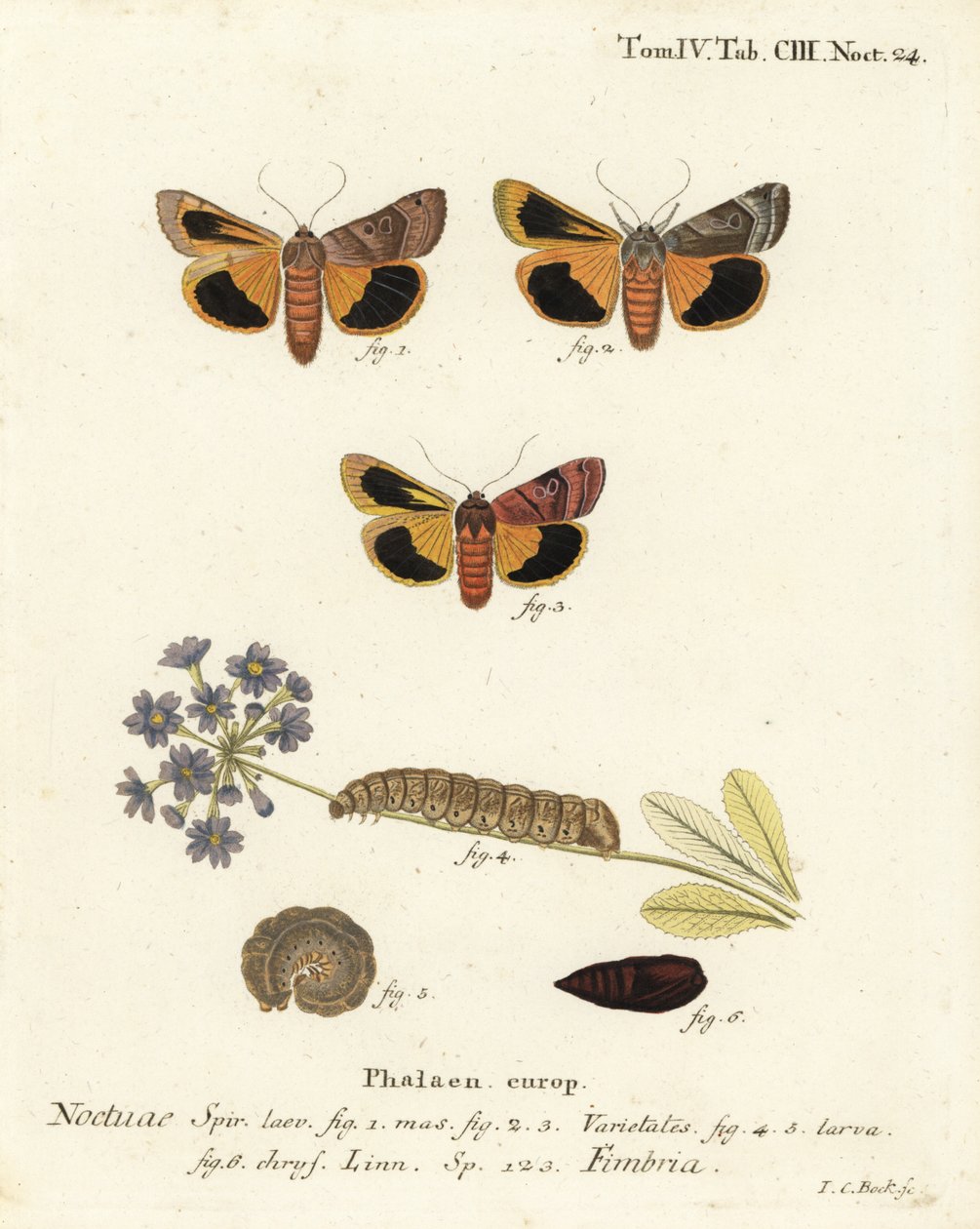 Abainhada amarela de borda larga, Noctua fimbriata. Gravura em chapa de cobre colorida à mão por Johann Carl Bock após Die Schmetterlinge, de Eugenius Johann Christoph Esper em Abbildungen nach der Natur, Erlangen de Johann Carl Bock