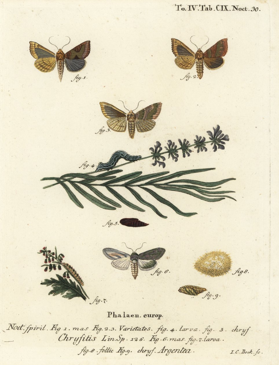 Traça de latão queimado, Diachrysia chrysitis 1-5, e tubarão verde-prata, Cucullia argentea 6-9. Gravura em chapa de cobre colorida à mão por Johann Carl Bock após Eugenius Johann Christoph Esper