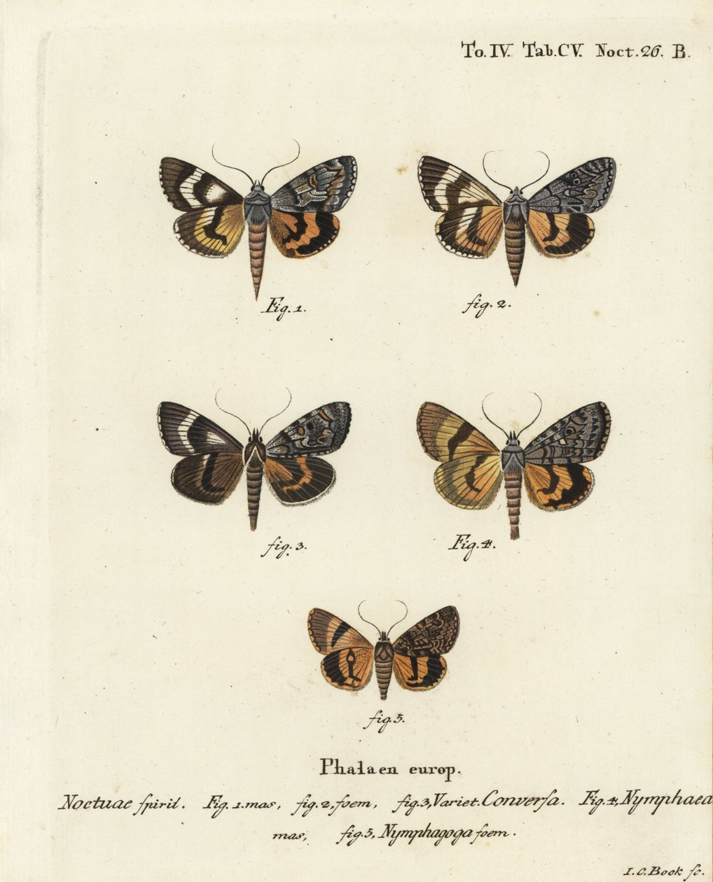 Catocala conversa 1-3, Catocala nymphaea 4 , e catocala nymphagoga amarela de carvalho, Catocala nymphagoga 5. gravura em chapa de cobre colorida à mão por Johann Carl Bock após Die Schmetterlinge de Eugenius Johann Christoph Esper em Abbildungen nach der  de Johann Carl Bock