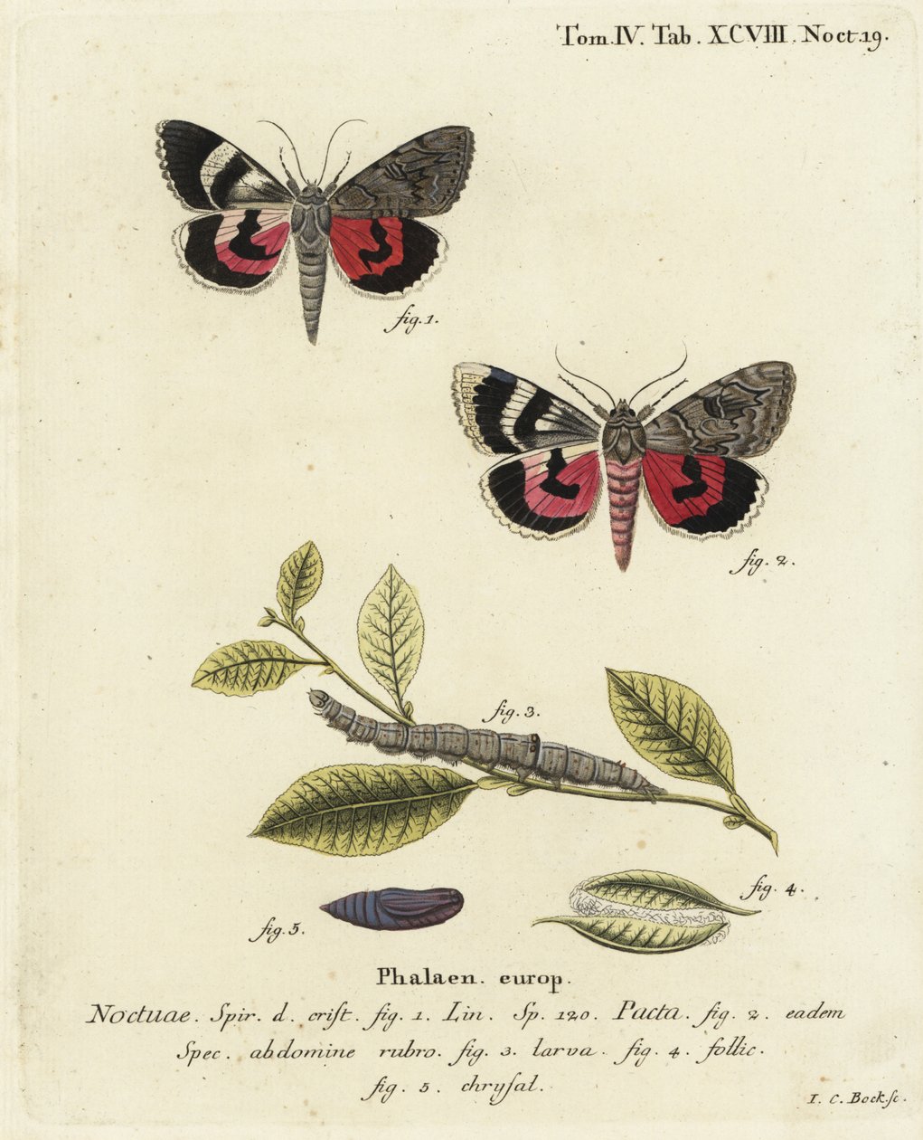 Catocala pacta moth. Gravura em chapa de cobre colorida à mão por Johann Carl Bock depois do Die Schmetterlinge de Eugenius Johann Christoph Esper em Abbildungen nach der Natur, Erlangen. de Johann Carl Bock