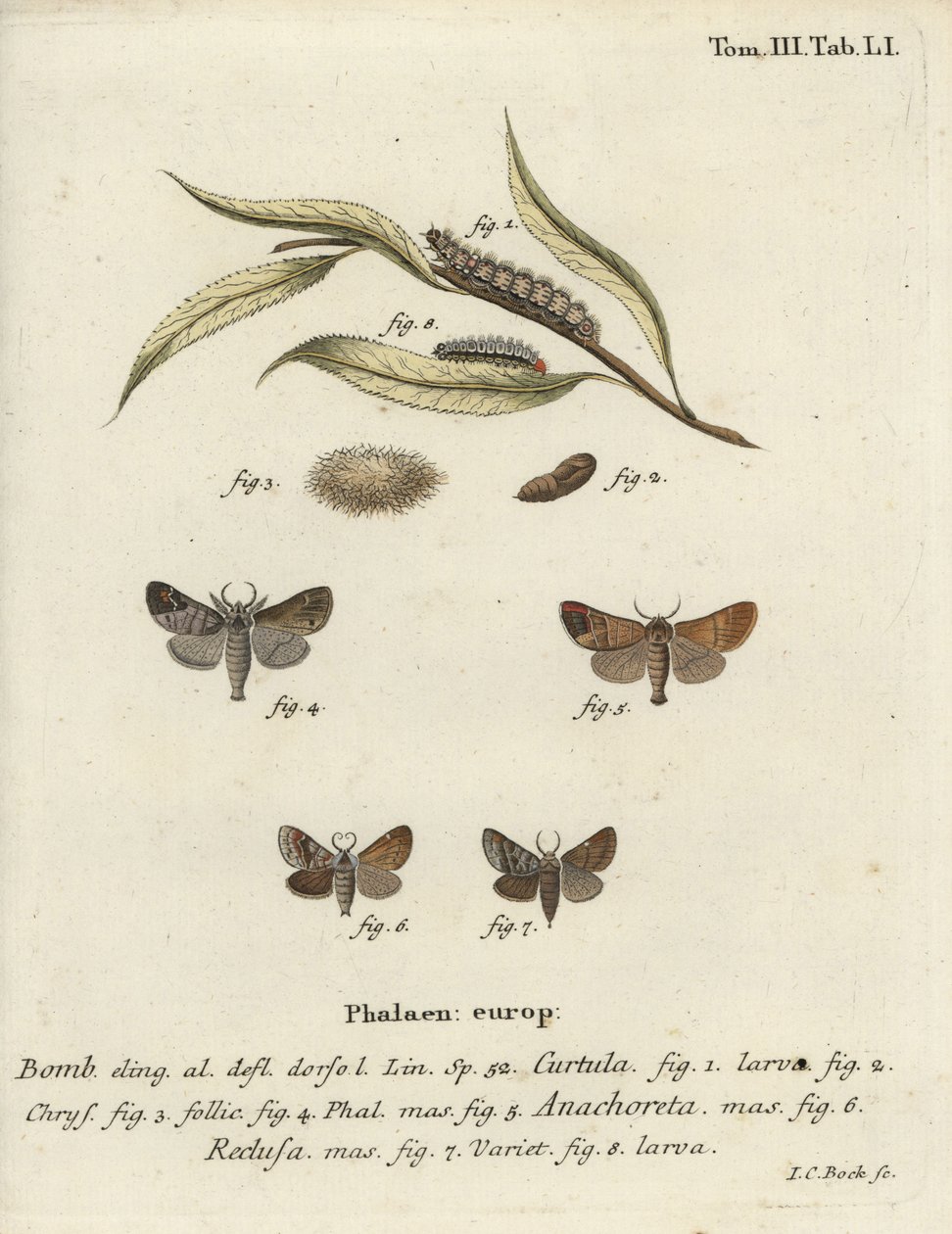 Mariposas com pontas de chocolate. de Johann Carl Bock
